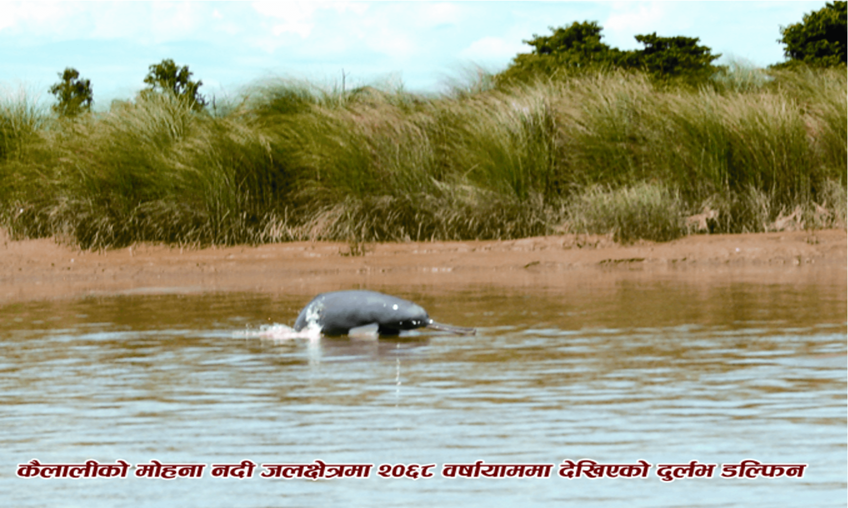 Freshwater river ecosystem