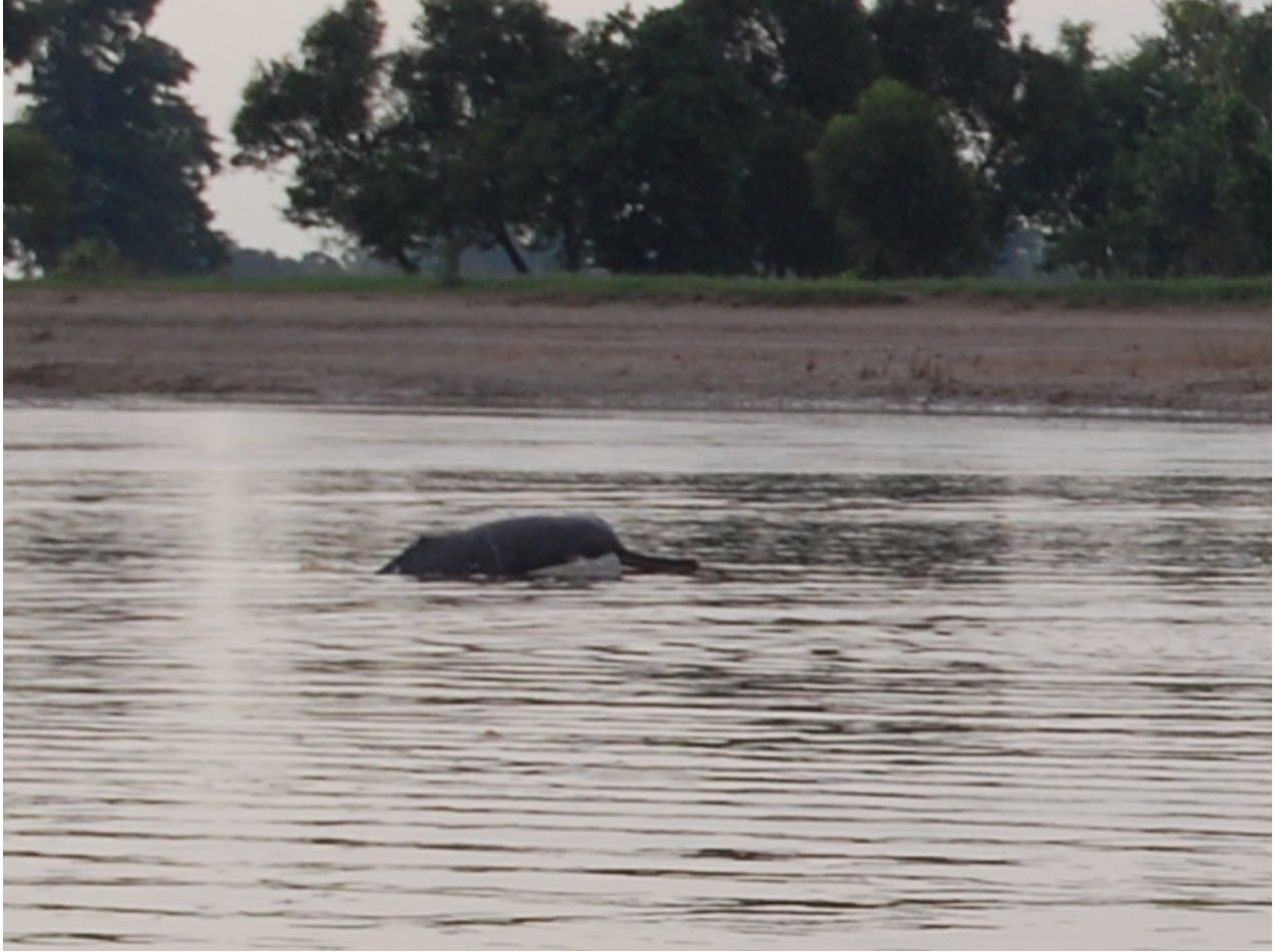 River dolphin rescue awareness and Nepal wildlife conservation effort